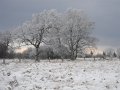 79 - eclaircies - MILLEVILLE Pierre - belgium